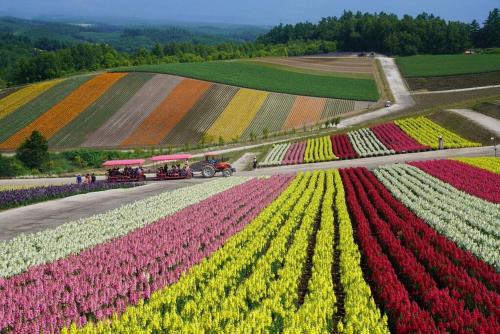 an aerial view of a field of tulips at 札幌西野夢幻夜景附庭院 Sapporo Night View House in Sapporo