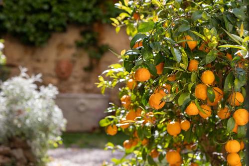 Zahrada ubytování Secret Garden Firenze B&B