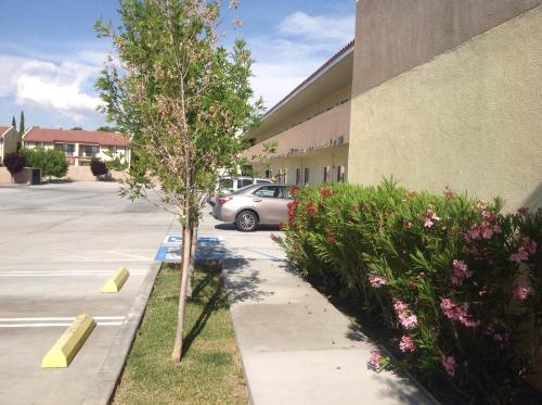 a small tree in a parking lot next to a building at America Inn & Suites in Ridgecrest