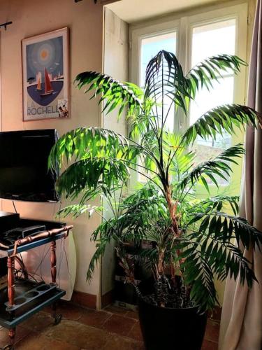 a large plant in a room next to a window at Le calme de la campagne proximité Center Parcs in Saint-Léger-de-Montbrillais