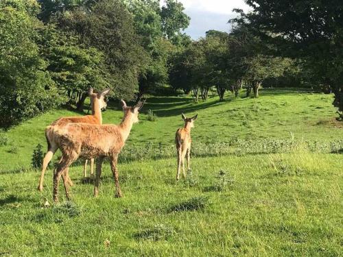 three deer standing in a field of grass at 5 Bed Modern Cheltenham Town Centre Home in Cheltenham