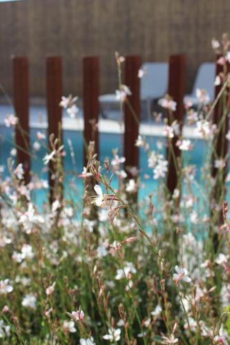 ein Blumenfeld vor einem Zaun in der Unterkunft Landhuys Odette in Retie