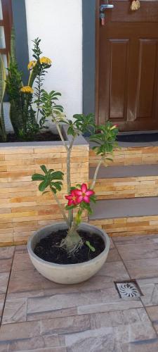a potted plant with a red flower in a pot at Residencial Temporada Aracaju in Aracaju