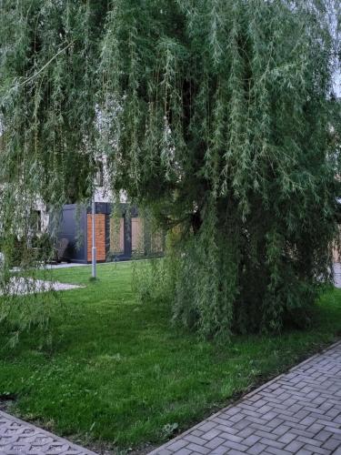 een grote boom in het gras naast een gebouw bij Ferienwohnung NR2 in Großräschen