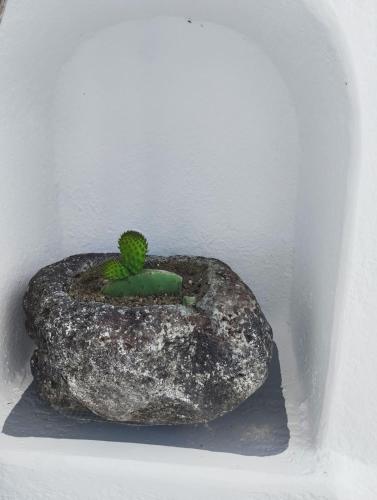 a plant on top of a rock in a refrigerator at Casa Delle Botti Cave House Santorini Oia Finikia in Foinikiá