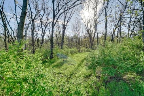 a path through a forest with trees and grass at Chic Seneca Falls Home on Cayuga Wine Trail! in Seneca Falls