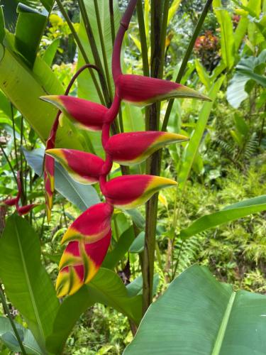 a group of red and yellow flowers on a tree at Beach Villas Kahaluu on Kona Coast in Kailua-Kona