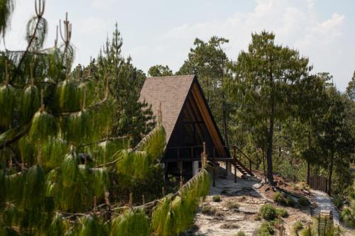 a house in the middle of a forest with cacti at Cabañas Chalets Piedra Alta Zacatlan in Camotepec