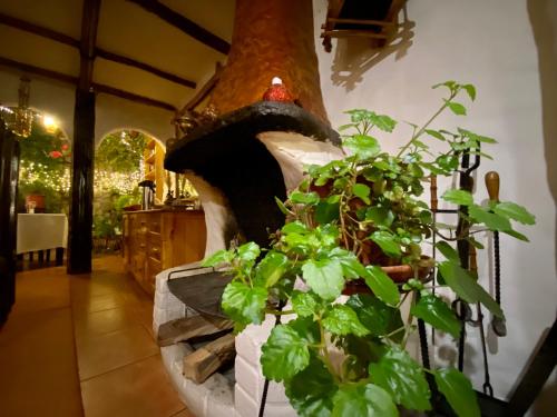 Taman di luar Hostal Madre Tierra