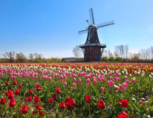 a field of tulips with a windmill in the background at Modern 2BR 2BA New Build Condo with Garage & Patio in Wyoming