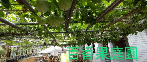 Ein Haufen grüner Pflanzen hängt an der Decke in der Unterkunft Elegant Stay in Liujiao