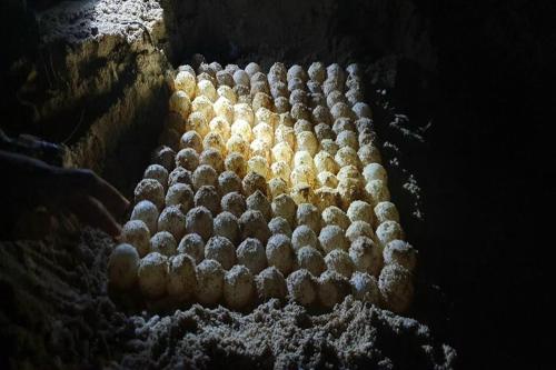 a group of balls lined up on the ground at Phuc Con Son Hotel in Con Dao