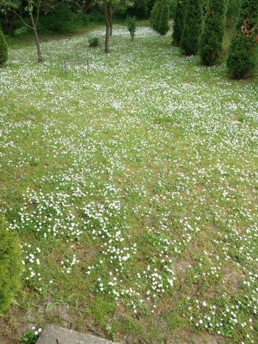 um campo de flores brancas na relva em Skriveni raj em Vrdnik