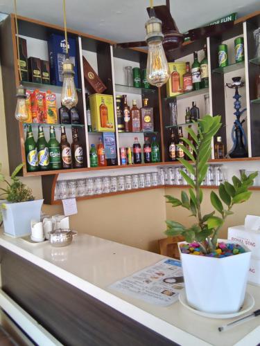 un bar avec une plante en pot sur un comptoir dans l'établissement Hotel Mirage Sauraha, à Sauraha