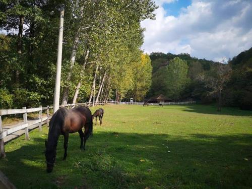 two horses grazing in a field next to a fence at Poljoprivredno turističko domaćinstvo Degurić in Valjevo