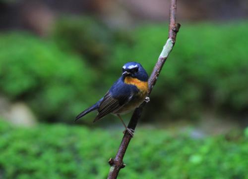a small bird sitting on a tree branch at Rangbondoi - Birdhides Included and available for birding guide in Ban Phae