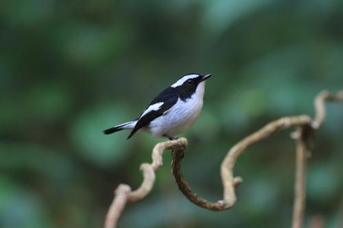 a black and white bird sitting on a tree branch at Rangbondoi - Birdhides Included and available for birding guide in Ban Phae