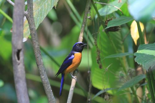 a blue and orange bird perched on a tree branch at Rangbondoi - Birdhides Included and available for birding guide in Ban Phae