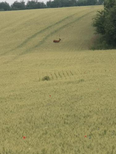a deer walking through a field of grass at Activités Et Nature Appartement in Vignot