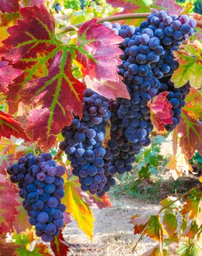 a bunch of grapes hanging on a vine at Palo Alto 1Bedroom/2 Baths Near Stanford in Palo Alto