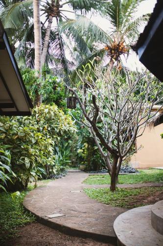 a path in a garden with a palm tree at Beach View in Arugam Bay