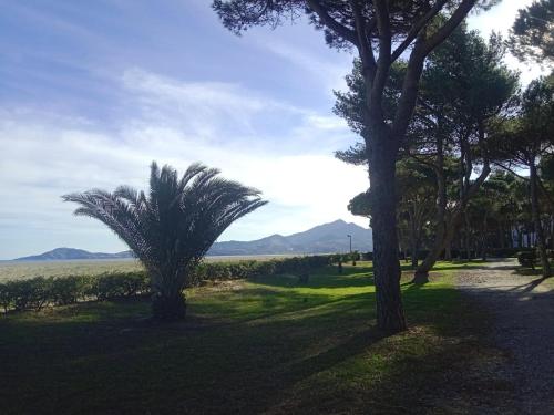 two palm trees in a grassy area with mountains in the background at BELLE VUE AU CALME SUR LA PLAGE in Argelès-sur-Mer