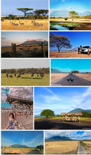 a collage of different pictures of animals in the savannah at Ijen Farmer Homestay in Banyuwangi