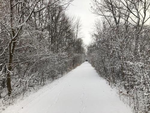 a snow covered road with trees on either side at Fox Lane - Prince Edward County Farmhouse in Picton