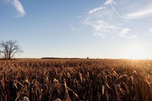 a field of corn with the sun in the background at Fox Lane - Prince Edward County Farmhouse in Picton