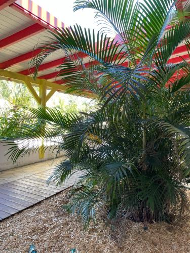 a palm tree sitting next to a building at JARDIN SUR MER in Terre-de-Haut