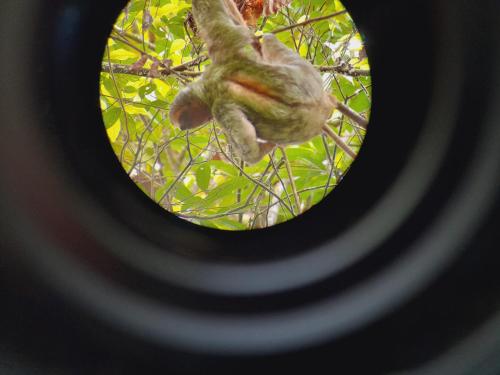 a monkey hanging from a tree looking into a round window at Onca Tours & Treehouses in San Rafael