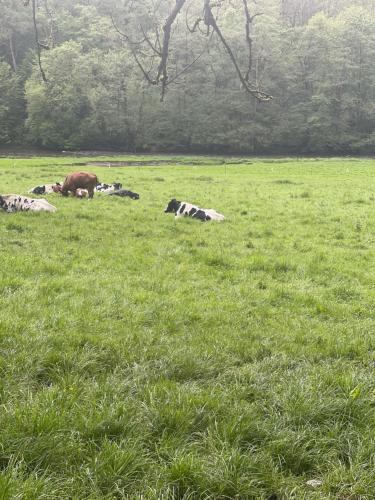 a group of cows laying in a field of grass at B&B ArdennesT in Bouillon