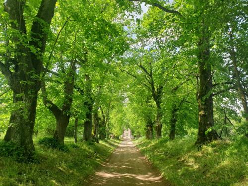 un camino de tierra a través de un bosque con árboles en Château de Colliers en Muides-sur-Loire