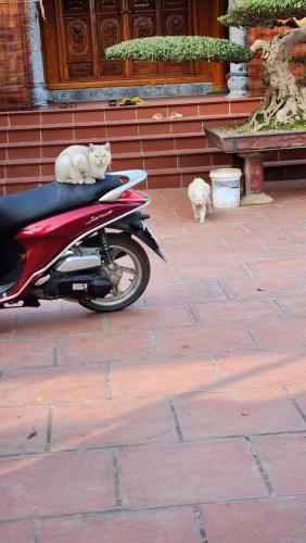 dwa koty siedzące na motocyklu w obiekcie Mộc House (Green House) 