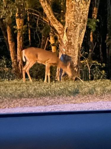 a deer standing in the grass next to a tree at Eagles Nest on Seven Devils in Seven Devils