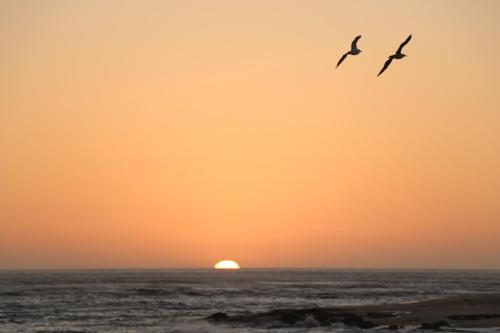 two birds flying over the ocean at sunset at FFoz_Spot in Buarcos