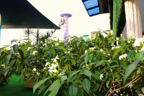 een groep planten met witte bloemen voor een gebouw bij Hotel Casa Miller in Panama-Stad
