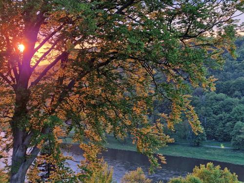 a tree with leaves on it next to a river at Tinyroom mit Ausblick in Königstein an der Elbe