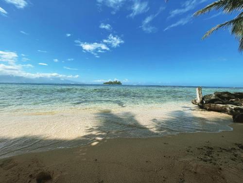 a beach with a palm tree and the ocean at FARE ARIKI MOOREA in Afareaitu