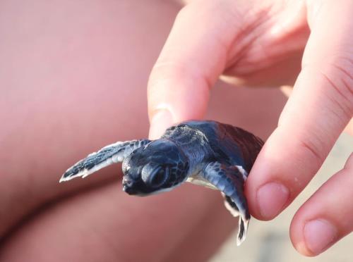 Altri animali domestici presso la stanza in casa privata o nei dintorni