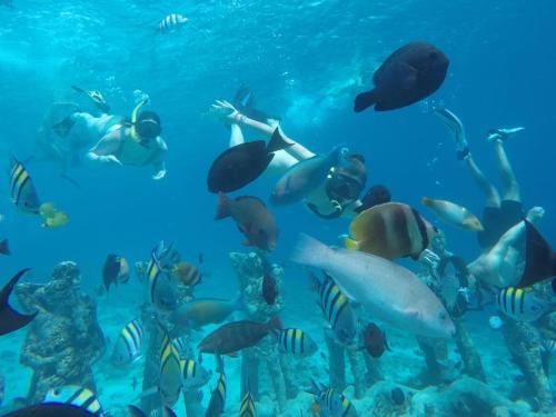 un groupe de gens nageant dans l'océan avec une école de poissons dans l'établissement Fantastic Cottages, à Gili Meno