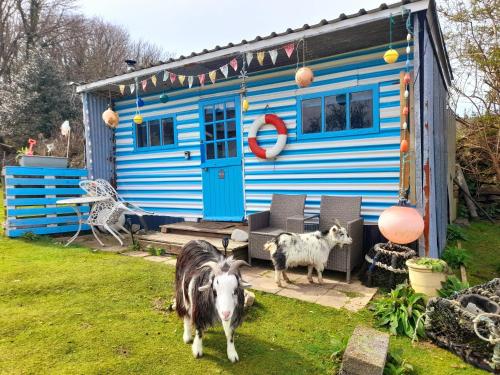 a house with two goats standing in front of it at Treguth Glamping Unique Experience - Themed Huts in Saint Day