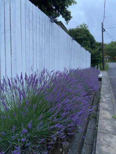 a bunch of purple flowers next to a fence at 貸別荘Casa de Campo 2SLDK别墅 駐車場 芝生東屋付き BBQ 大室山と海遠望伊豆高原5分 in Ito