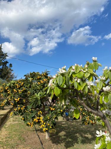 a row of apple trees in an orchard at La casa de campo in Heraklio