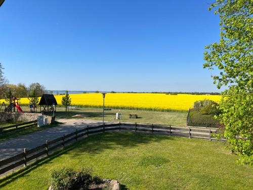 a park with a fence and a field of yellow flowers at Wieckblick Krummin 17b in Krummin