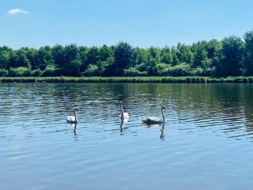 three birds swimming in the water on a lake at Stilvolles Apartment mit Saunazugang in Burg
