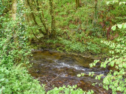 a stream in the middle of a forest with trees at Goitre Farmhouse in Llanwrda