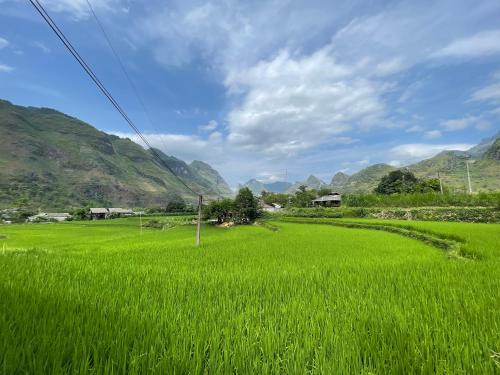 a green rice field with mountains in the background at Du Già Vân Chung Homestay in Làng Cac