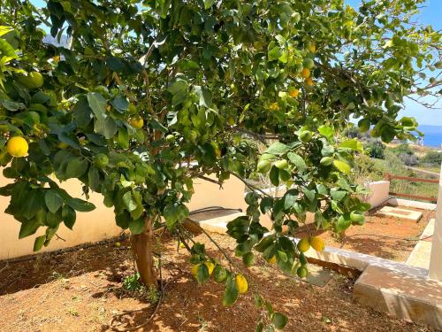 a lemon tree in front of a house at Nysa7 in Paphos City