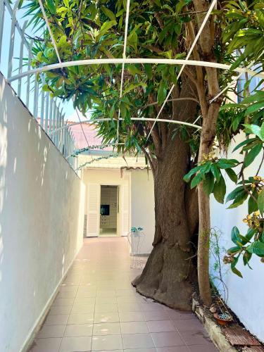 a tree in the middle of a walk way at La Maison De Rose in Torre Annunziata